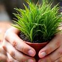 植物の手入れをする様子